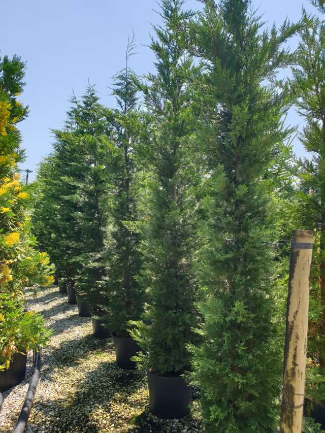 Cupressocyparis Leylandii